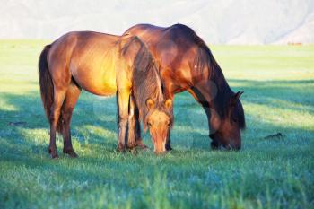 Royalty Free Photo of Horses Grazing