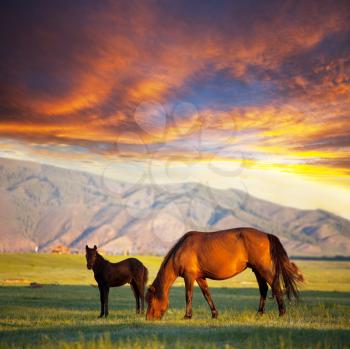Royalty Free Photo of Horses in the Mountains at Sunset