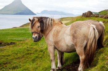 Royalty Free Photo of Two Horses in the Faroe Islands