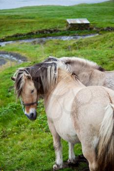 Royalty Free Photo of Horses on the Faroe Islands