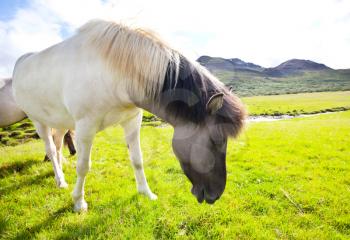 Royalty Free Photo of a Horse in the Faroe Islands