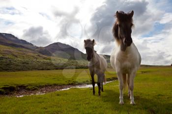 Royalty Free Photo of Horses in the Faroe Islands