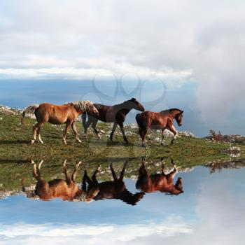 Royalty Free Photo of Three Horses at a Mountain Lake
