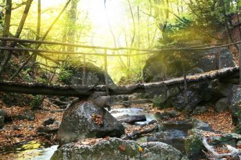 Royalty Free Photo of a Bridge in a Forest