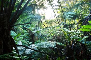 Royalty Free Photo of a Rain Forest in Hawaii