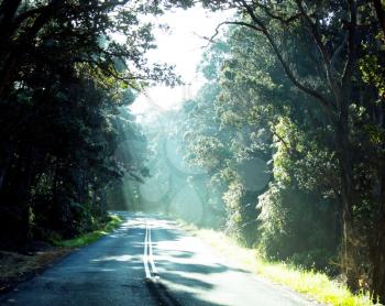 Royalty Free Photo of a Road in a a Rain Forest in Hawaii