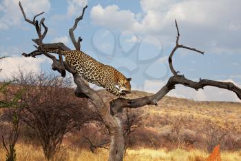 Royalty Free Photo of a Leopard in a Tree
