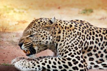 Royalty Free Photo of a Leopard