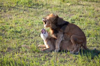 Royalty Free Photo of Lions 