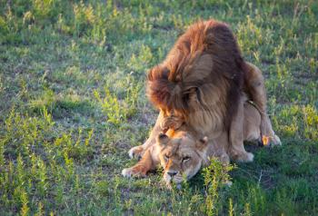 Royalty Free Photo of Lions Fornicating