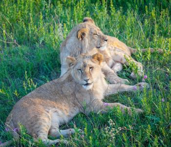 Royalty Free Photo of Lions