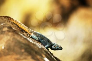 Royalty Free Photo of a Gecko