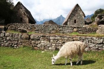 Royalty Free Photo of a llama in the Ruins of Machu-Picchu