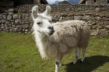 Royalty Free Photo of a Llama in the Ruins of Machu-Picchu
