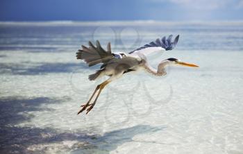 Royalty Free Photo of a Heron in the Maldives