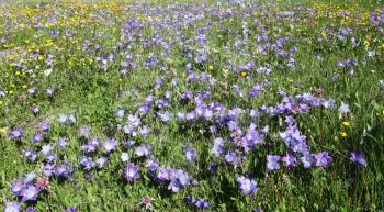 Royalty Free Photo of Wildflowers