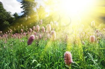 Royalty Free Photo of a Meadow