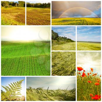 Royalty Free Photo of a Meadow Collage