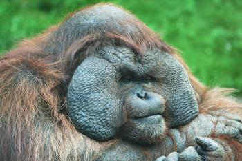 Royalty Free Photo of an Orangutan