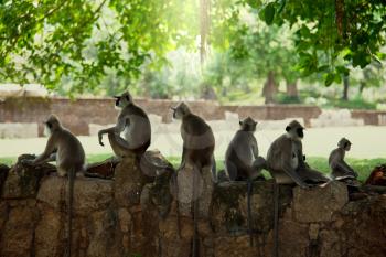 Royalty Free Photo of Monkeys in Anuradhapura, Sri Lanka
