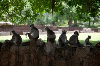 Royalty Free Photo of Monkeys in Anuradhapura, Sri Lanka