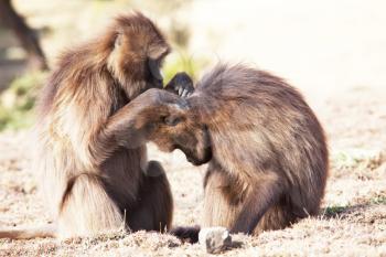 Royalty Free Photo of Monkeys Grooming