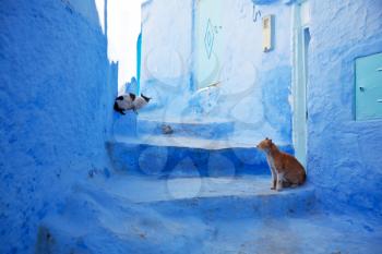 Royalty Free Photo of Cats on Steps in Chefchaouen in Morocco