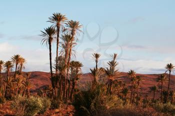 Royalty Free Photo of Date Trees in Morocco Africa