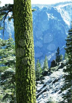 Royalty Free Photo of a Mountain Forest