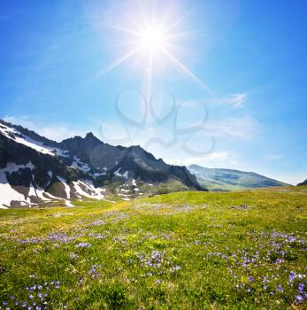 Royalty Free Photo of a Mountain Meadow