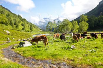 Royalty Free Photo of Cows in a Mountain Meadow