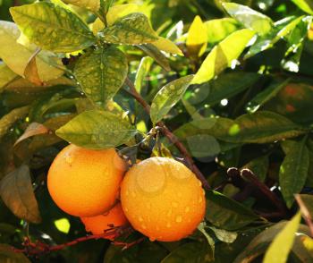 Royalty Free Photo of Tangerines in a Tree