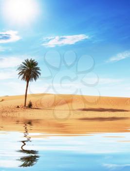 Royalty Free Photo of a Palm Tree in the Sahara
