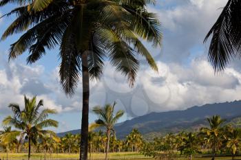 Royalty Free Photo of Palm Tree Plantation in Hawaii