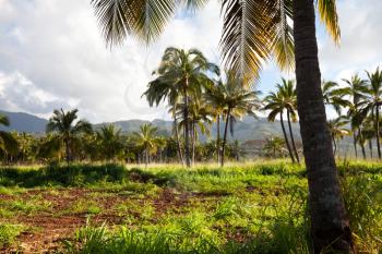 Royalty Free Photo of Palm Trees in Hawaii