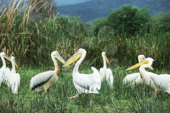 Royalty Free Photo of Pelicans in a Park