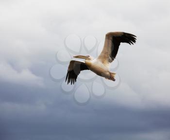 Royalty Free Photo of a Flying Pelican