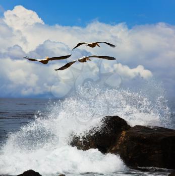 Royalty Free Photo of Flying Pelicans