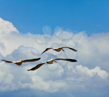 Royalty Free Photo of Flying Pelicans