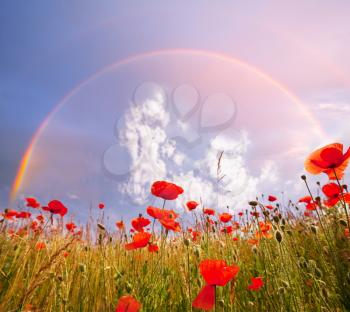 Royalty Free Photo of Poppies Under a Rainbow