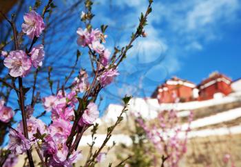 Royalty Free Photo of Flowers and Potala Temple 