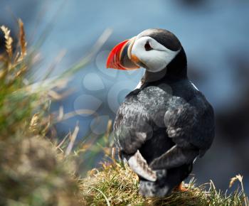 Royalty Free Photo of a Puffin