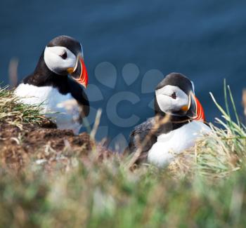 Royalty Free Photo of Two Puffin
