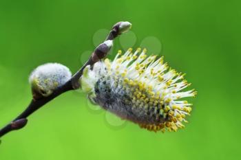 Royalty Free Photo of a Blossoming Pussy-Willow