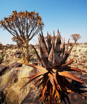 Royalty Free Photo of a Quiver Tree in Namibia, Africa