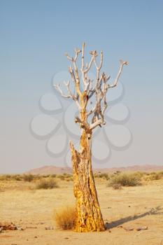 Royalty Free Photo of a Quiver Tree in Namibia, Africa