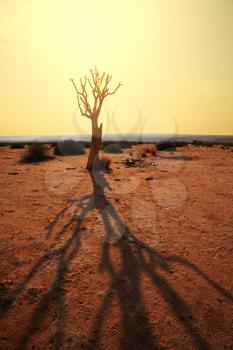 Royalty Free Photo of a Quiver Tree in Namibia Africa