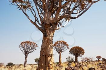 Royalty Free Photo of Quiver Trees in Namibia Africa
