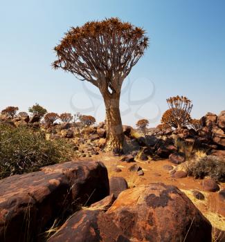 Royalty Free Photo of Quiver Trees in Namibia, Africa