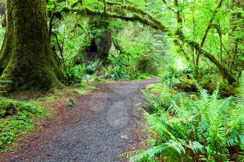 Royalty Free Photo of a Path in a Rain Forest